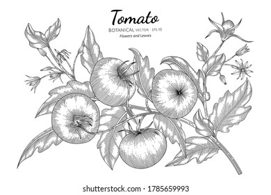 Tomato hand drawn botanical illustration with line art on white backgrounds.