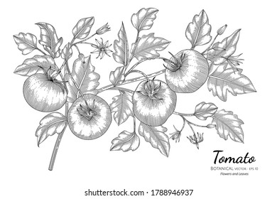 Tomato hand drawn botanical illustration with line art on white backgrounds.