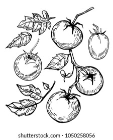 Tomato. Hand drawn illustration converted to vector.