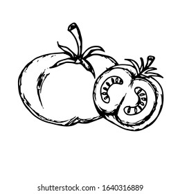 Tomato hand drawn illustration vector on trendy design