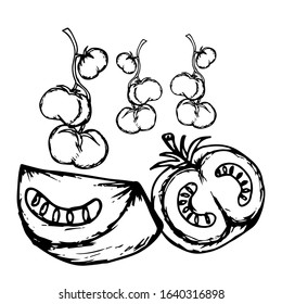 Tomato hand drawn illustration vector on trendy design