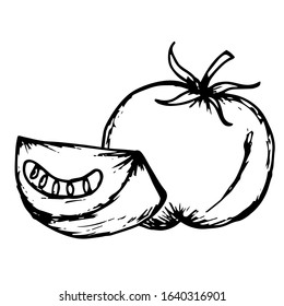 Tomato hand drawn illustration vector on trendy design