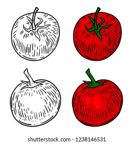 Tomato hand drawn illustrations. Design element for poster, card, banner, flyer. Vector image