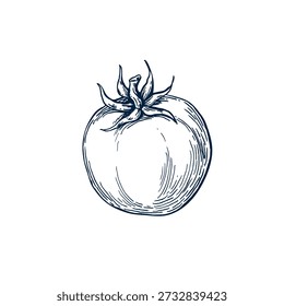 Tomato hand drawn Isolated
