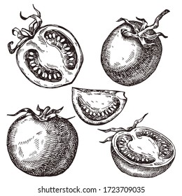 Tomato. Hand drawn set. Vector illustration collection isolated on white