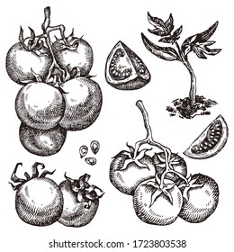 Tomato. Hand drawn set. Vector illustration collection isolated on white