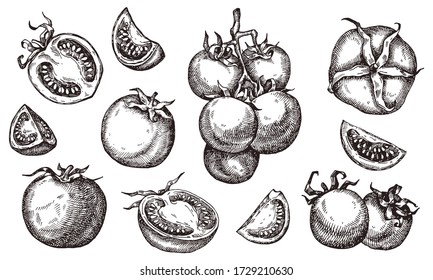 Tomato. Hand Drawn Set. Vector Illustration Collection Isolated On White