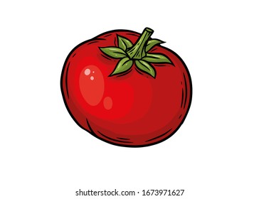 Tomato. Hand drawn tomatoes  vector illustration isolated on white background.