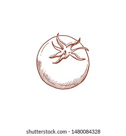 Tomato is hand drawn in vector.