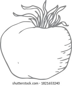 Tomate (ilustración vectorial dibujada a mano)