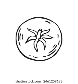 Tomate. Handgezeichnete Vektorillustration.