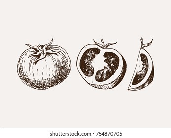 Tomato Hand Drawn Vector Illustration. Isolated Vegetable Image