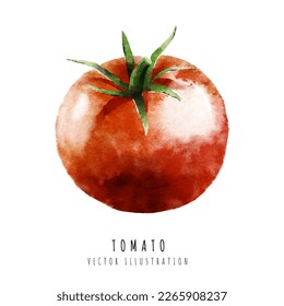 Tomate, handgezeichnet, Aquarellmalerei einzeln auf weißem Hintergrund