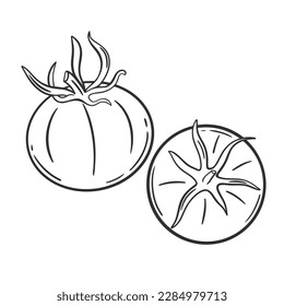 Dibujo vectorial aislado con grabado de mano de tomate. Tomas de sketch de tinta enteros y medio