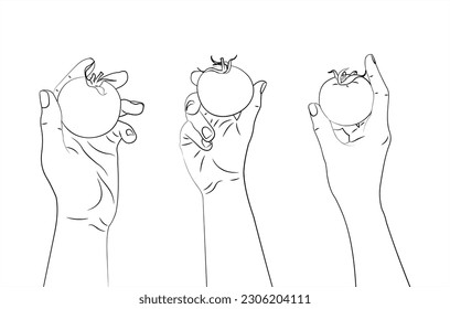 Tomato. A tomato in hand. A vegetable in a human hand. Healthy food. Isolated vector illustration white background. Black and white illustration. Line drawing.