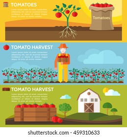 Tomato harvest. Farmer with tomato crop on farm. Agriculture landscape with barn house. Organic farming eco concept. Vector illustration. 