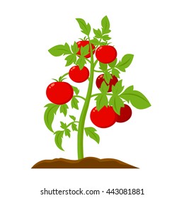 Tomato icon cartoon. 