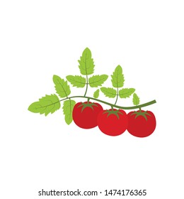 tomato icon on white background. vector, illustration
