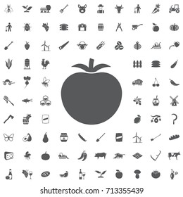 Tomato icon on the white background. Farm set of icons