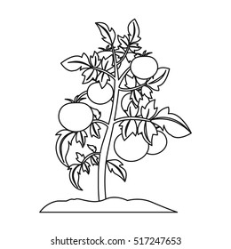 251 Seedling Tomato Plant Drawing Images Stock Photos  Vectors   Shutterstock