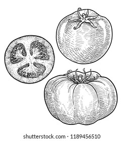 Tomato illustration, drawing, engraving, ink, line art, vector