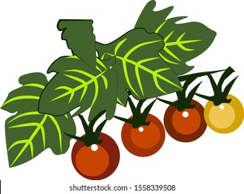 Tomato, illustration, vector on white background.