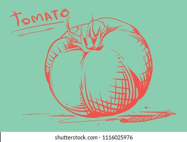Tomato ink sketch hand
