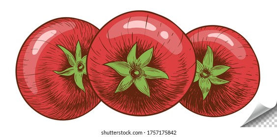 Aislamiento de tomate. La vista de arriba de los tomates. Dibujo manual, tinta. Color plano. Ilustración vectorial.