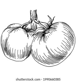 El tomate aisló elementos. Dibujar la ilustración vectorial de los vegetales. Estilo grabado. Producto en el mercado agrícola. La mejor ubicación para el menú de diseño, etiqueta, insignias, banners y promociones. 