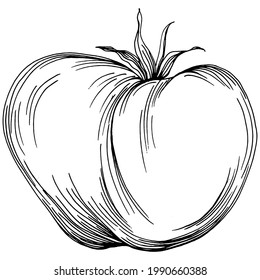El tomate aisló elementos. Dibujar la ilustración vectorial de los vegetales. Estilo grabado. Producto en el mercado agrícola. La mejor ubicación para el menú de diseño, etiqueta, insignias, banners y promociones. 