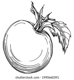 El tomate aisló elementos. Dibujar la ilustración vectorial de los vegetales. Estilo grabado. Producto en el mercado agrícola. La mejor ubicación para el menú de diseño, etiqueta, insignias, banners y promociones. 