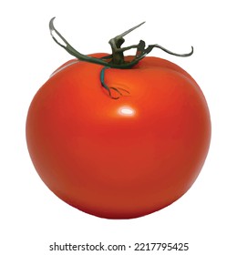 Tomato isolated. Fresh tomato. With clipping path. Full depth of field.