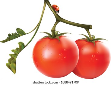 Tomato isolated on white background