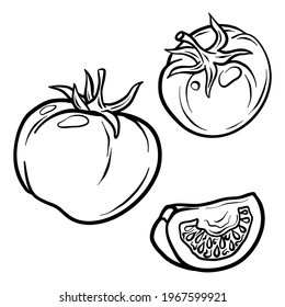 Tomate aislado de fondo blanco. Tomate y rodaja. Ilustración de contorno dibujada a mano del vector. Ingrediente para cocinar. Cosecha. Hortalizas de granja.	