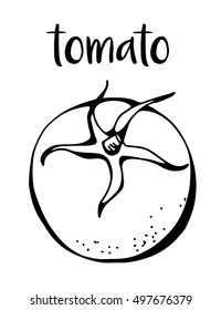 Tomato isolated on white background, vector illustration