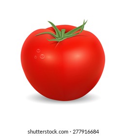Tomato isolated on white. High quality vector. EPS10 vector.