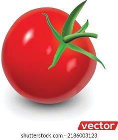 Tomato isolated on white. Realistic vector illustration of big ripe red fresh tomato isolated on white background