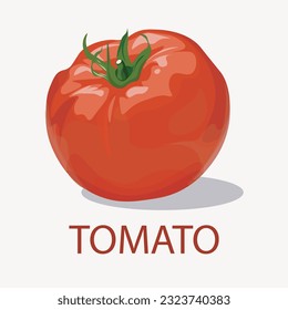 tomato isolated single on white background, vector illustration.