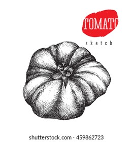 Tomato isolated. Vintage tomato vector sketch style illustration hand draw with lettering..
