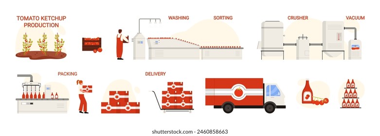 Tomato ketchup production, infographic chart of manufacturing process stages set. Vegetables harvesting and sorting, chopping in crusher to paste, packaging for delivery cartoon vector illustration