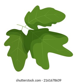 Hojas de tomate aisladas en fondo blanco. Ilustración vectorial plana