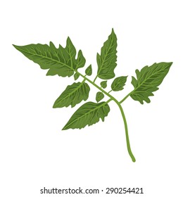 Tomato leaf, isolated on white, vector illustration