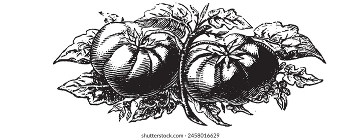 Tomato with leaf. Organic plant, fresh food. Vintage collection sketch vegetables, engraving drawing style. Isolated on white background engraved veggies. Black, white hand drawn vector illustration. 