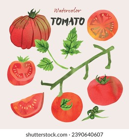 Tomato and leaves watercolor illustration set. Painterly watercolor texture and ink drawing elements. Hand drawn and hand painted. Vector