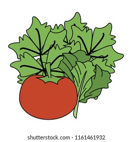 Tomato and lettuce fresh vegetable