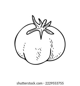 Tomato line art. Farm vegetable. Dietary healthy product. Hand drawn vector sketch illustration.