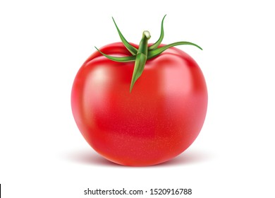 Tomato in the middle isolated on white background. Realistic vector in 3D illustration.