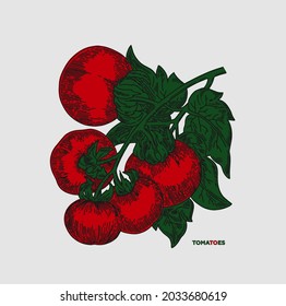 Tomate en una rama con hojas. Vector.	
