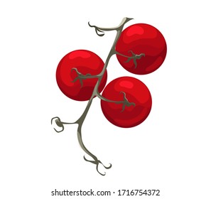 Tomato on branch vector on white background