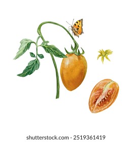 Tomato on a branch watercolor. Vegetable whole, half, leaves, flower, butterfly. Vector illustration. Food packaging, ketchup labels, menu, cookbooks.